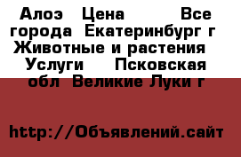 Алоэ › Цена ­ 150 - Все города, Екатеринбург г. Животные и растения » Услуги   . Псковская обл.,Великие Луки г.